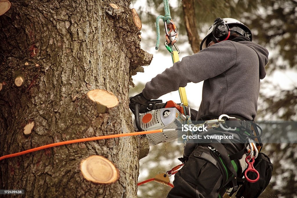 Arboristika, rizikové pílenie stromov, výrub stromov