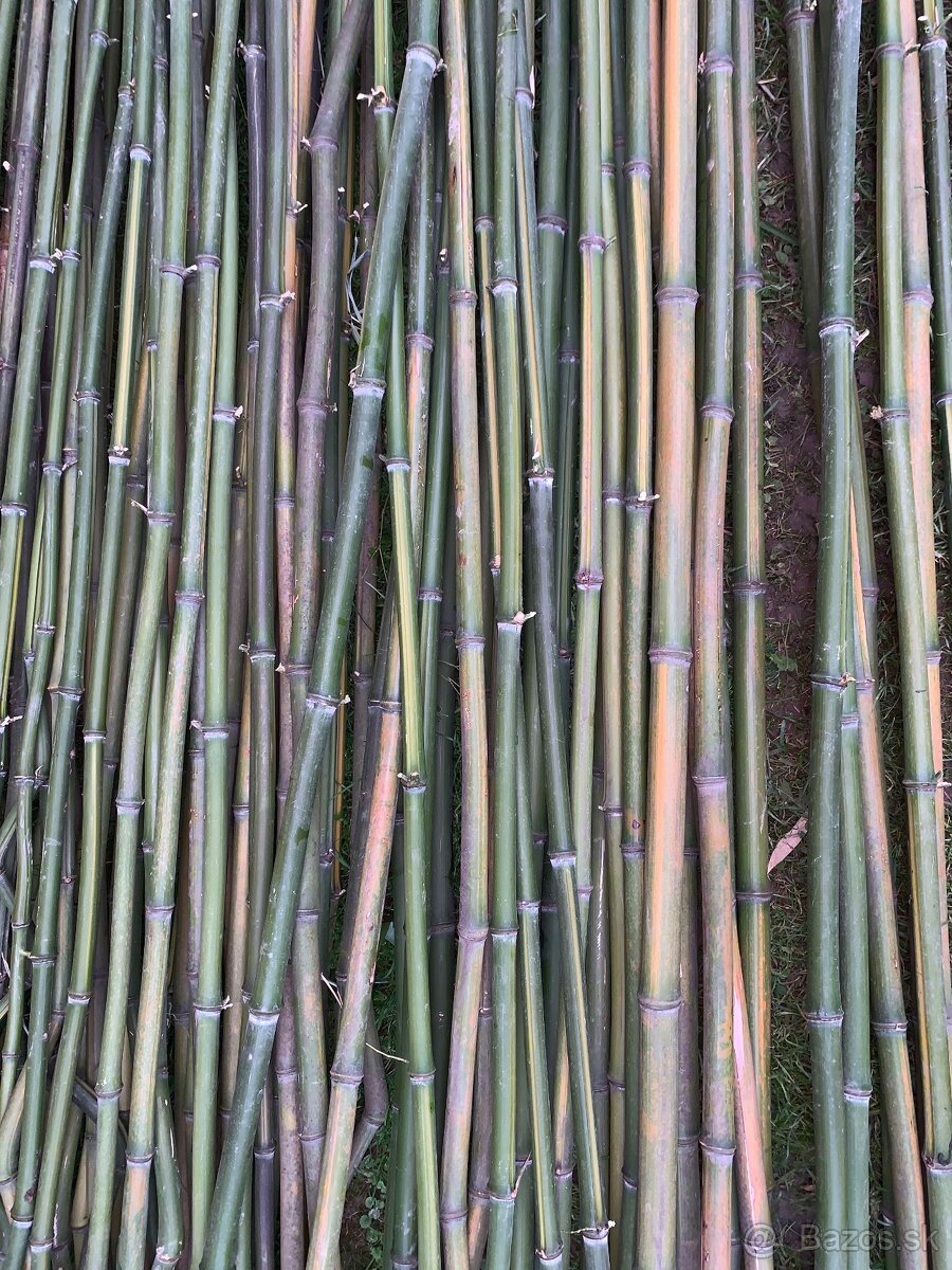 Bambus - tyče