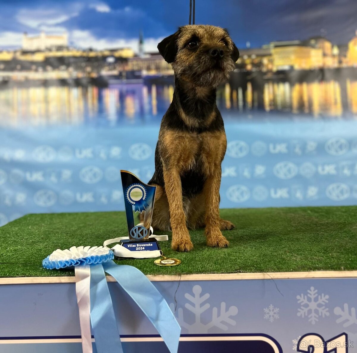 BORDER TERRIER / TERIER