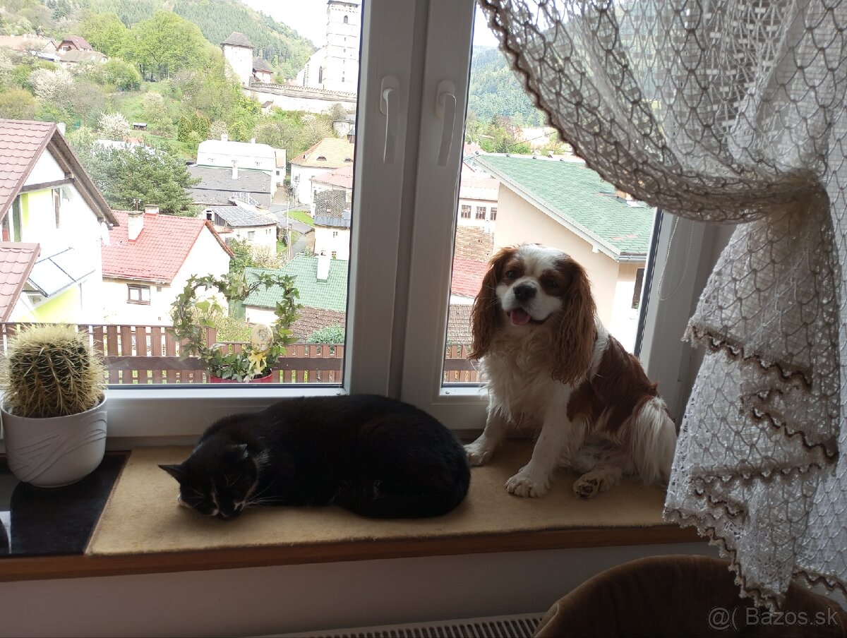 Cavalier na krytie