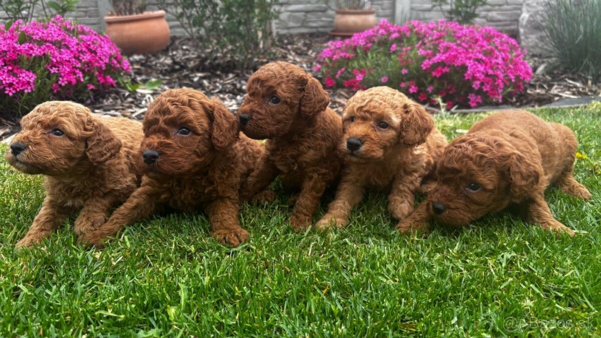 pudel,pudlik,poodle trpaslici
