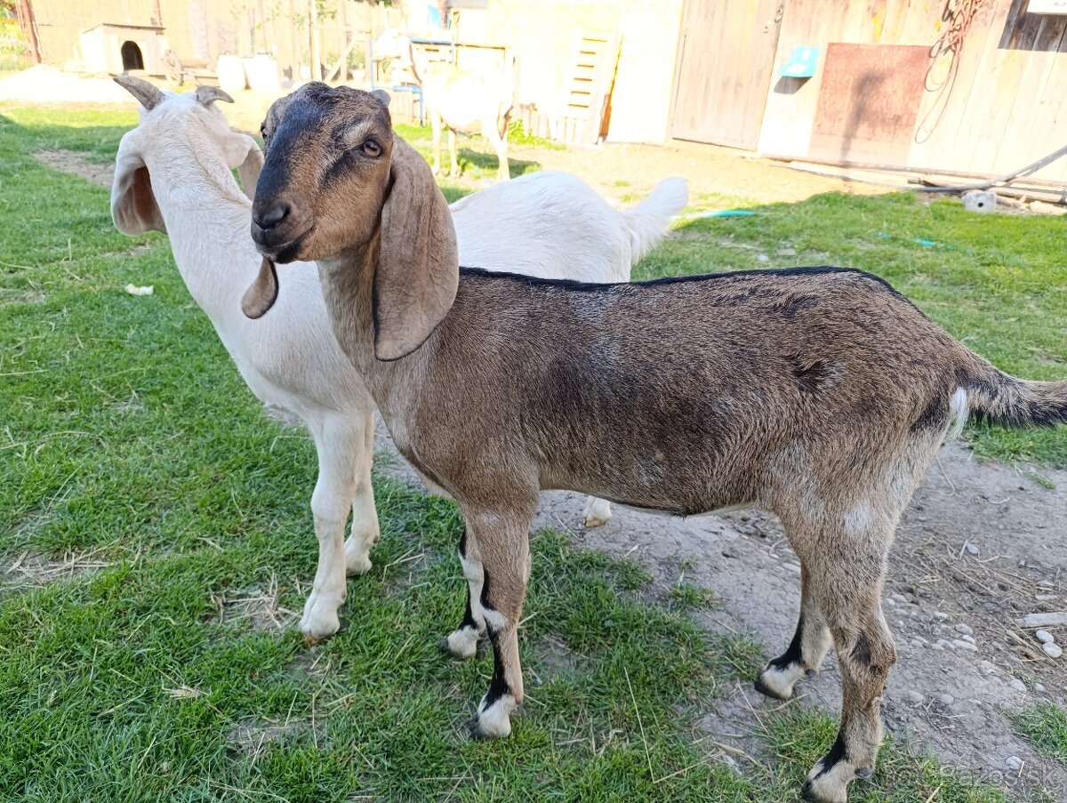 Anglonúbijská kozička