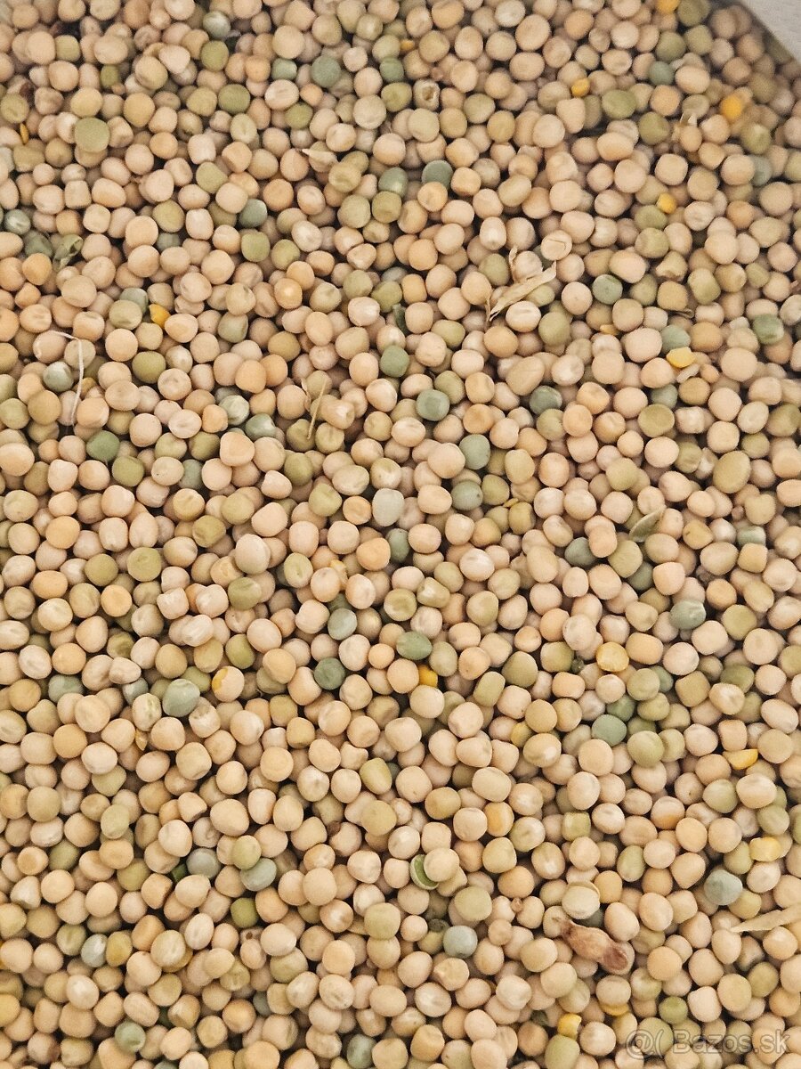 Hrach