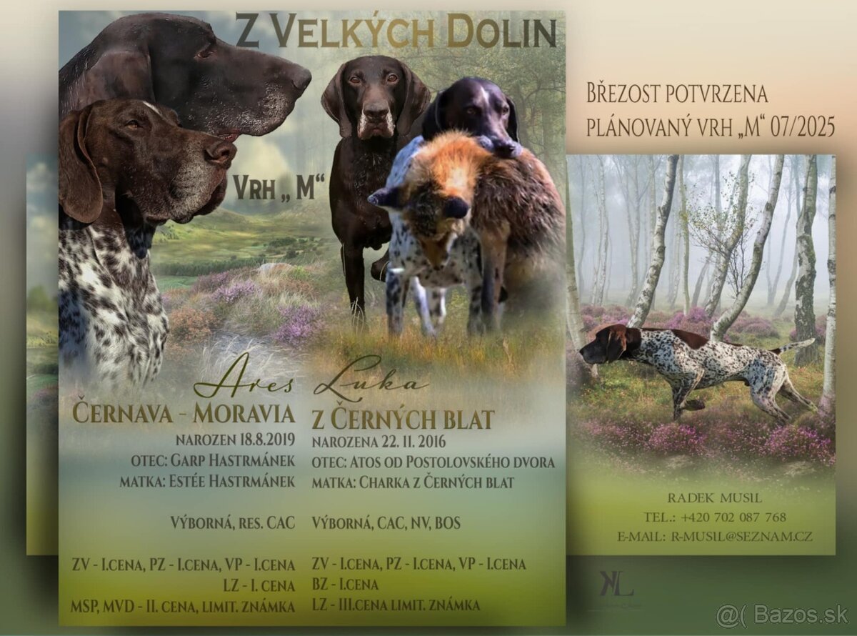 Německý krátkosrstý stavač