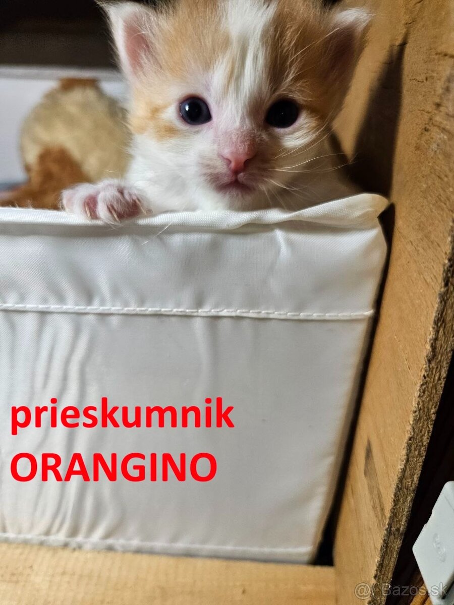 Darujem maciatka - kocurika a macicku