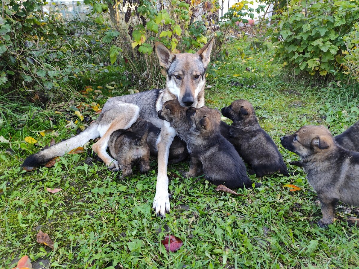 Československý vlčiak