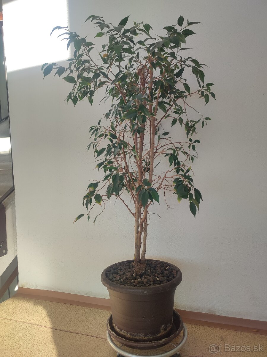 Izbova rastlina Fikus