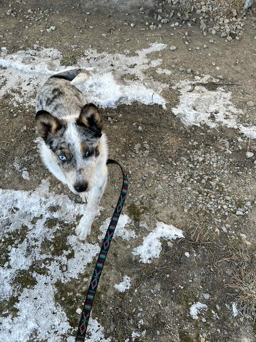 Pastierske šteniatko