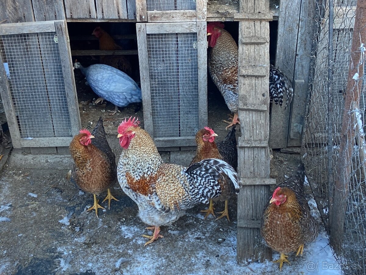 Kohuty bielefeldka a hamburčanka