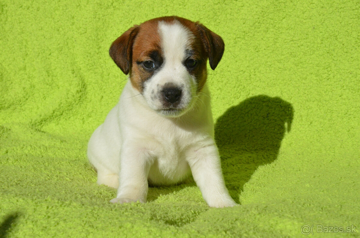Jack russell teriér