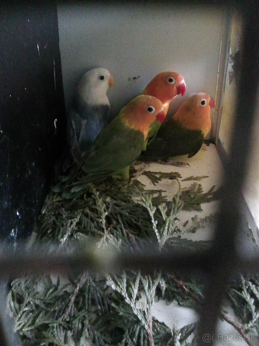 agapornis fiserov