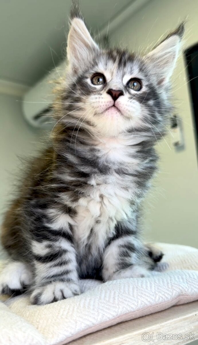 HOPE Maine Coon Mainská myvalia
