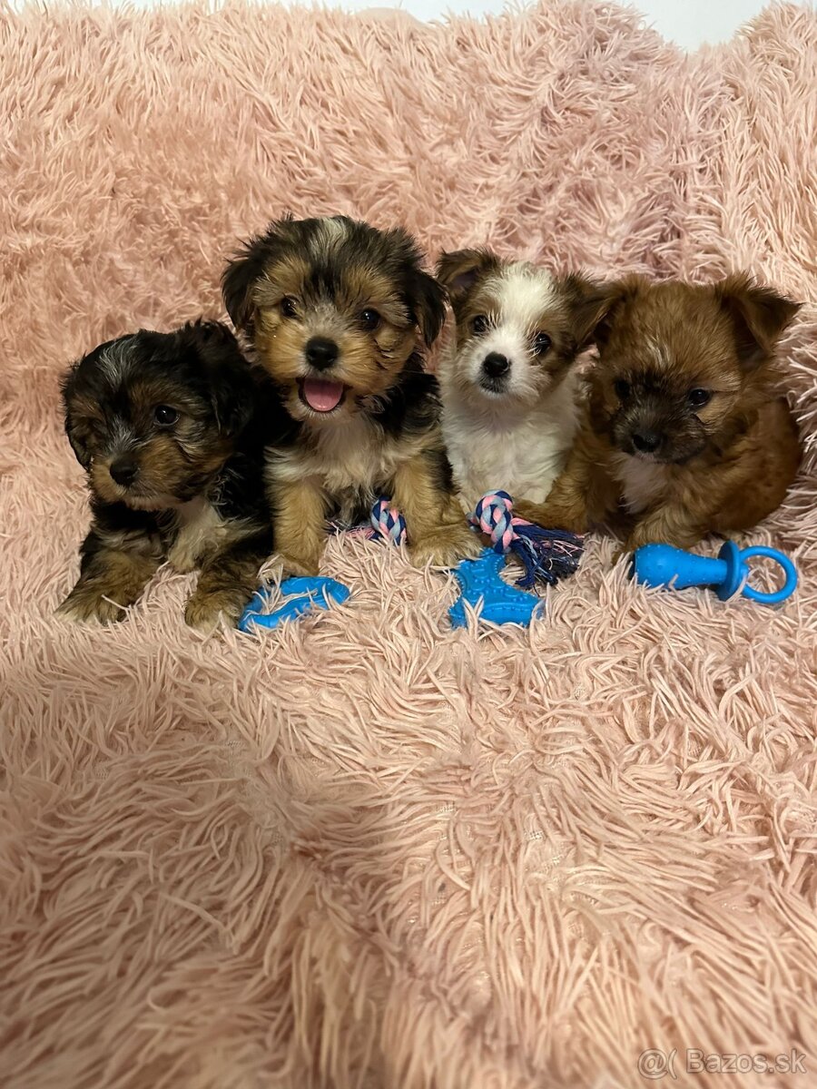 Yorkshirsky terier, York