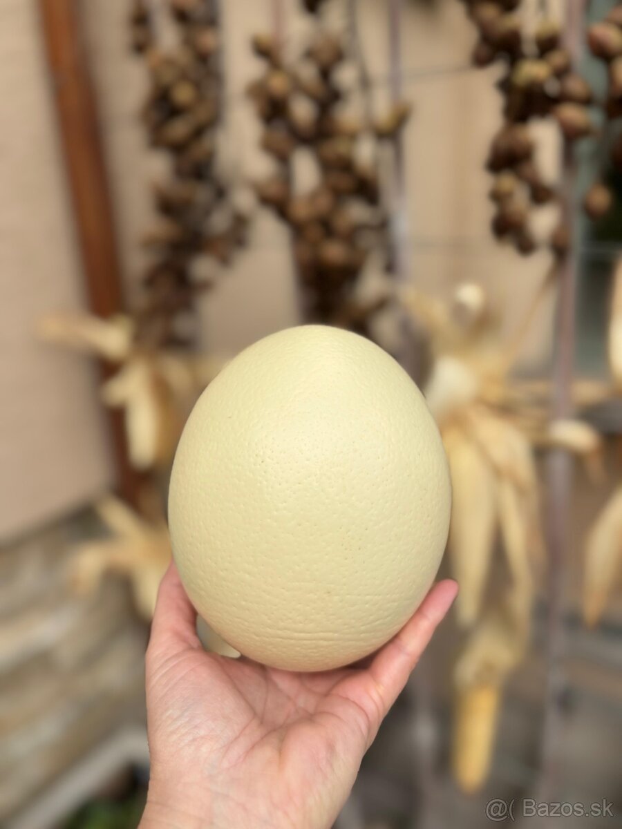 Pštrosie vajce konzumné