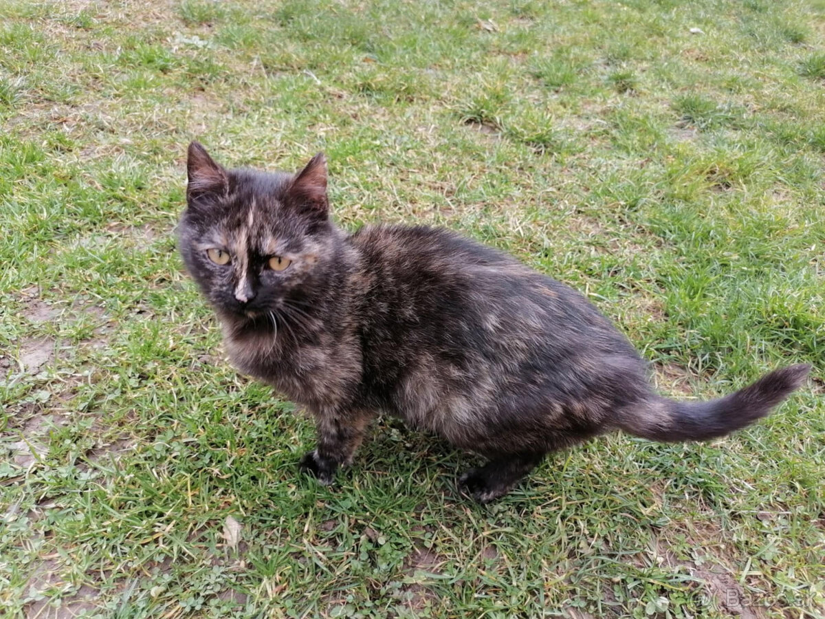 Mačička hladá domov