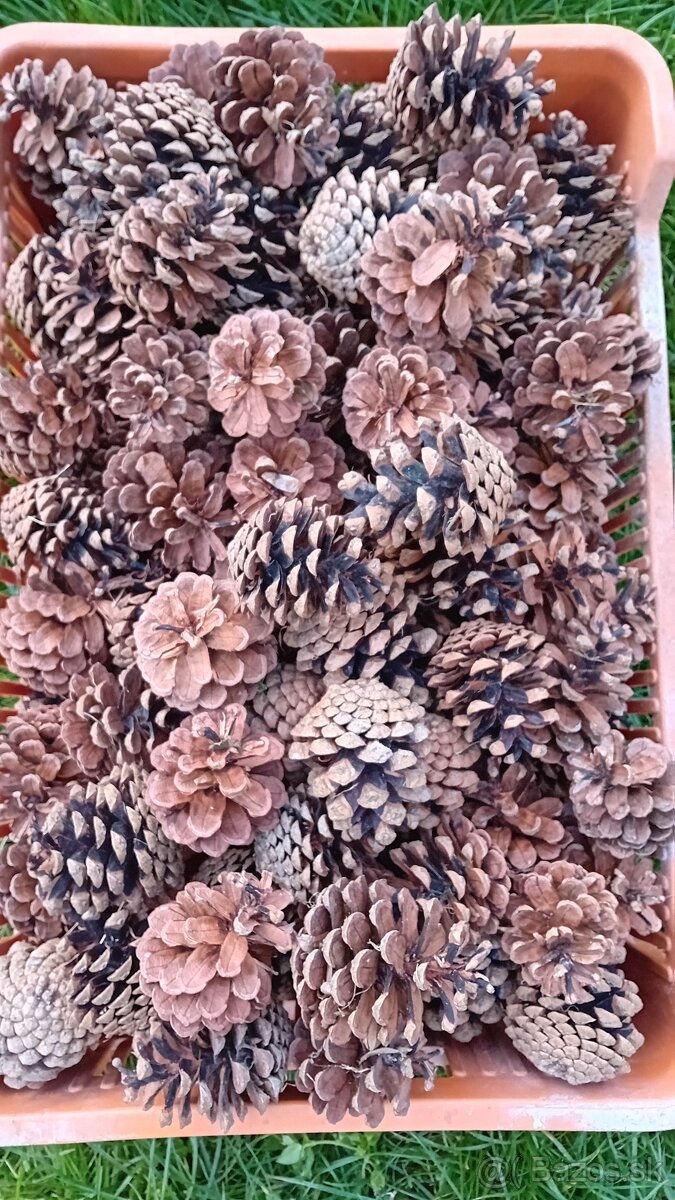 Krasne šišky 170ks