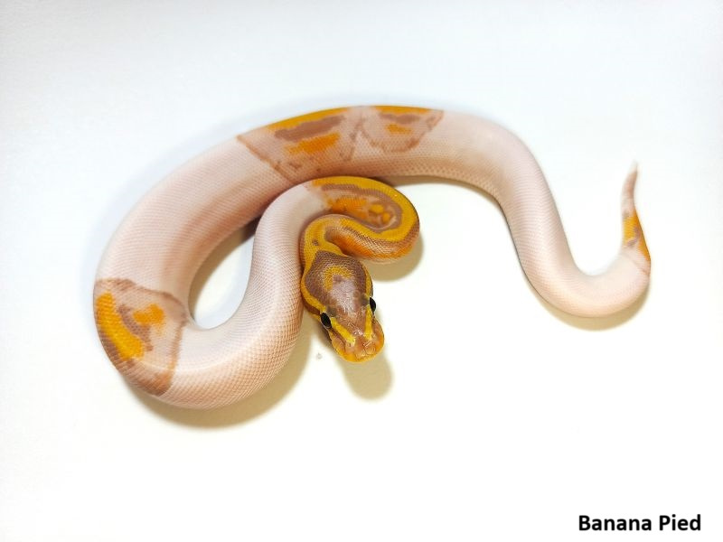 Python regius odchov 2024 - lacnejšie
