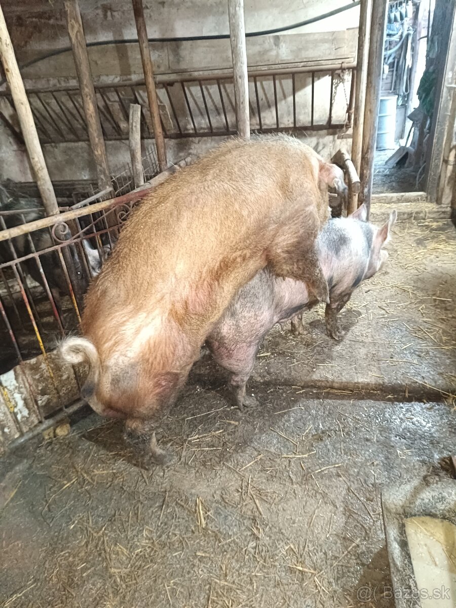 Kanec,Duroc