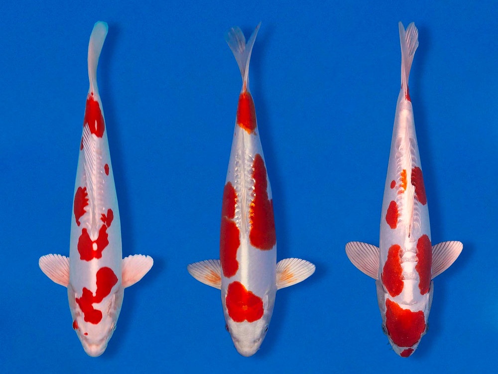 Koi kapor