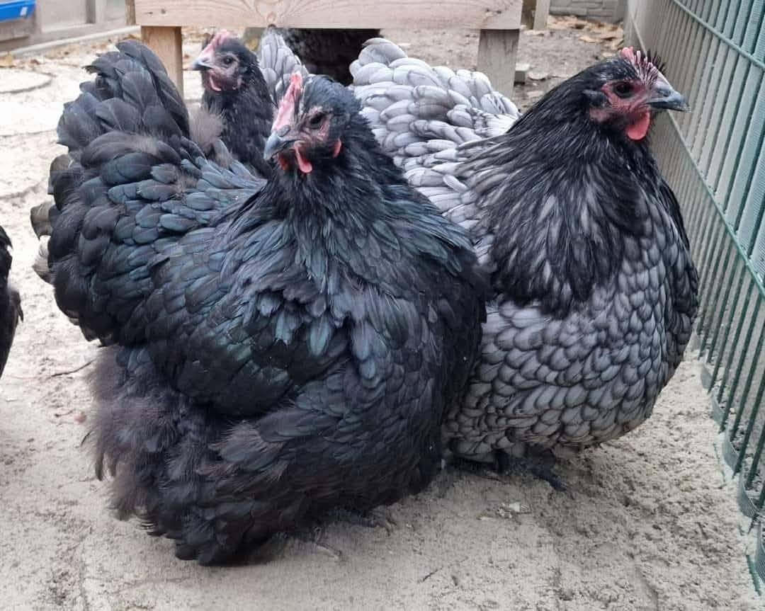 Orpingtonka čierna + modrá (chovný kmeň)