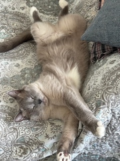 Darujem Ragdoll x Brit kocur
