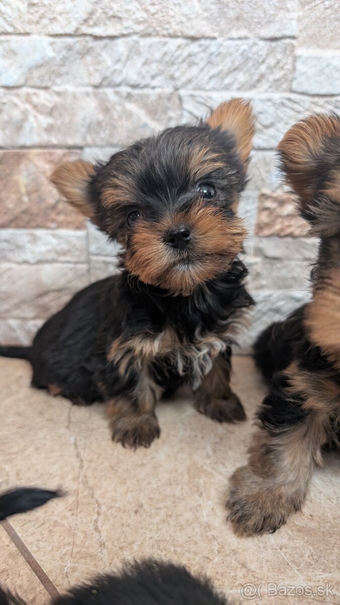 Yorkshire terrier