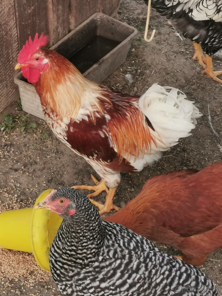 Kohuty
