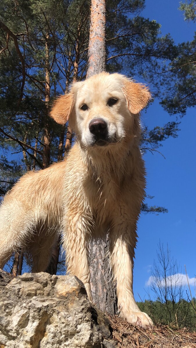 Zlatý retríver – šteniatka