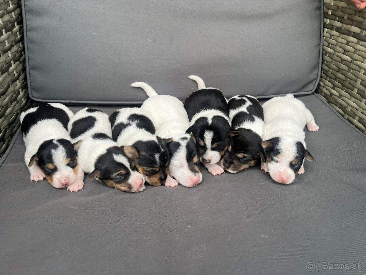 Jack Russel terrier🐶🐾