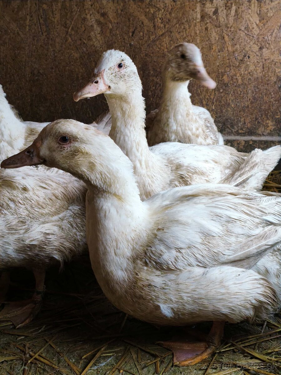 Predám domáce husokačeny na zabitie