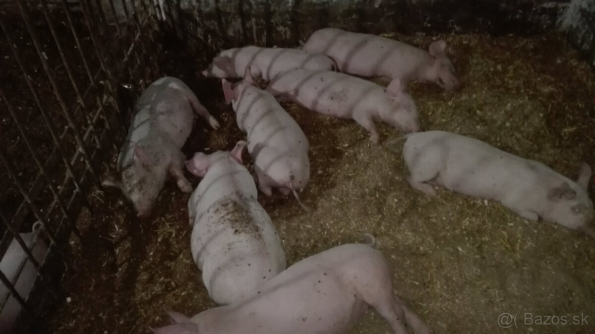Predám odstavčatá 25-35kg