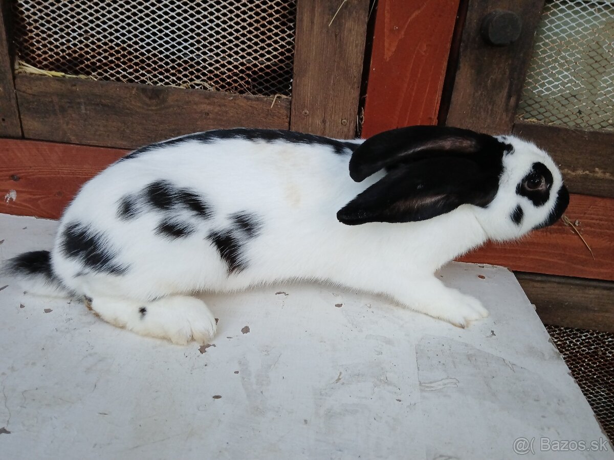 NoS. Nemecký obrovitý strakáč