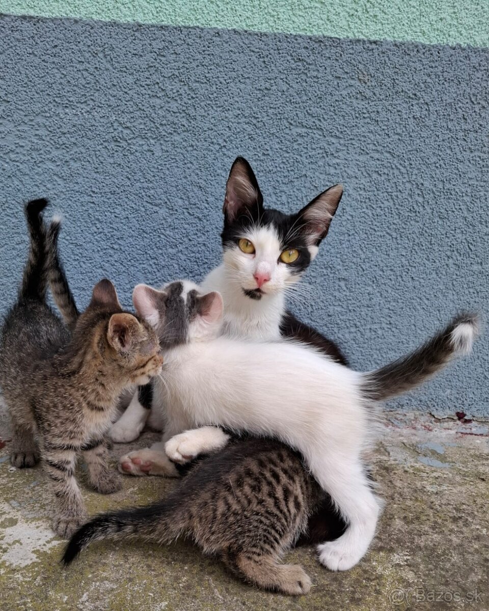 Darujem mačiatka.