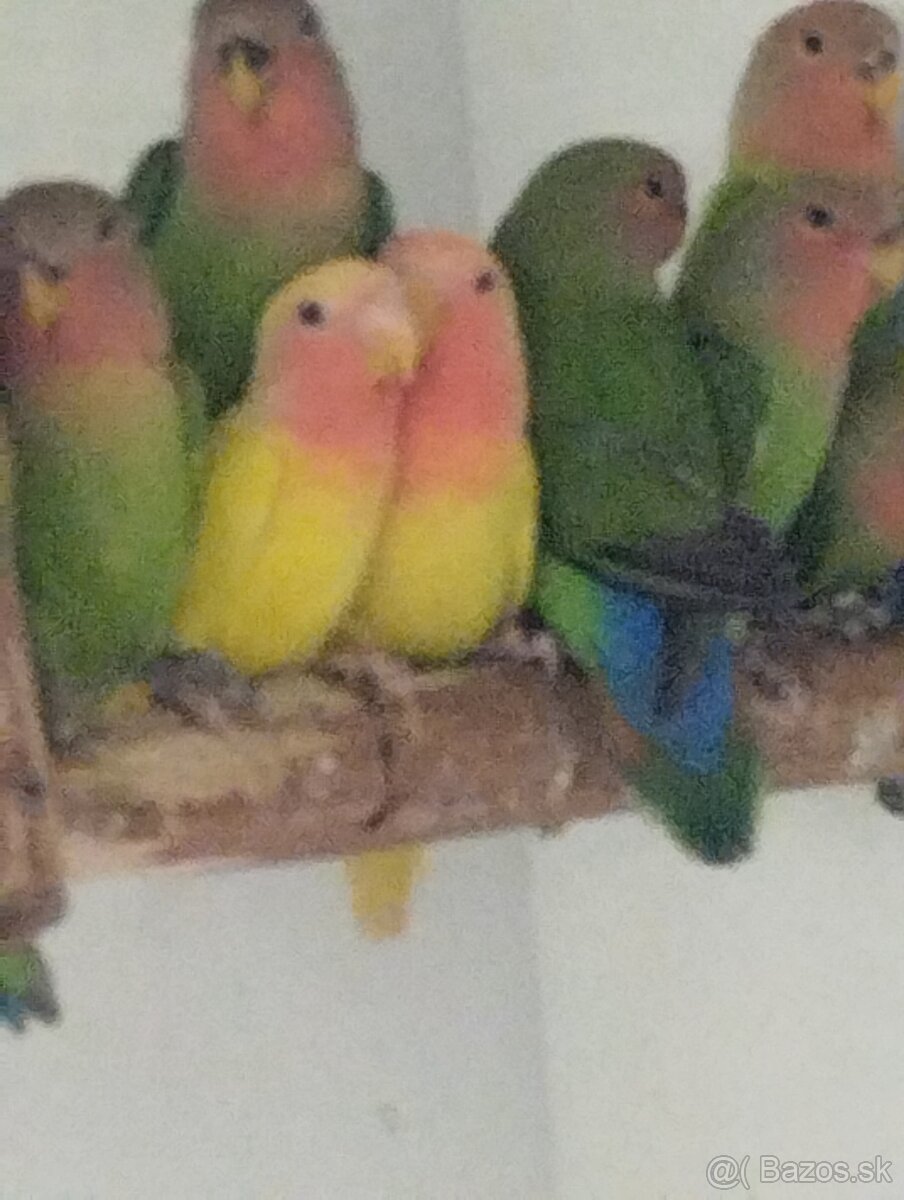 Agapornis ružovohrdlý