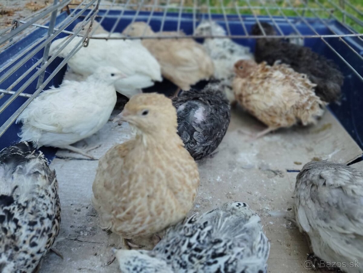 Predám japonské prepelice