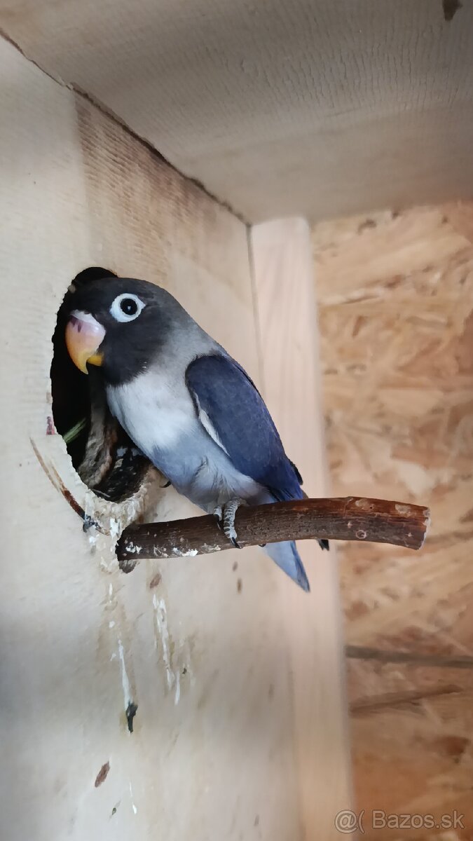 Agapornis škraboškový