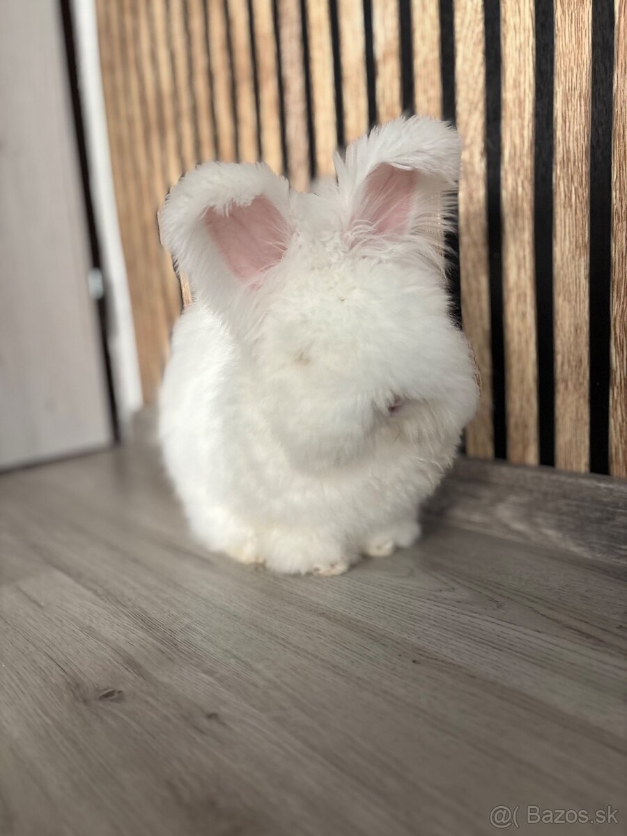 Anglická angora