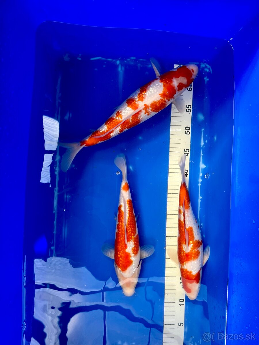 Predaj KOI kaprov GIN RIN KOHAKU 30-40cm 90€
