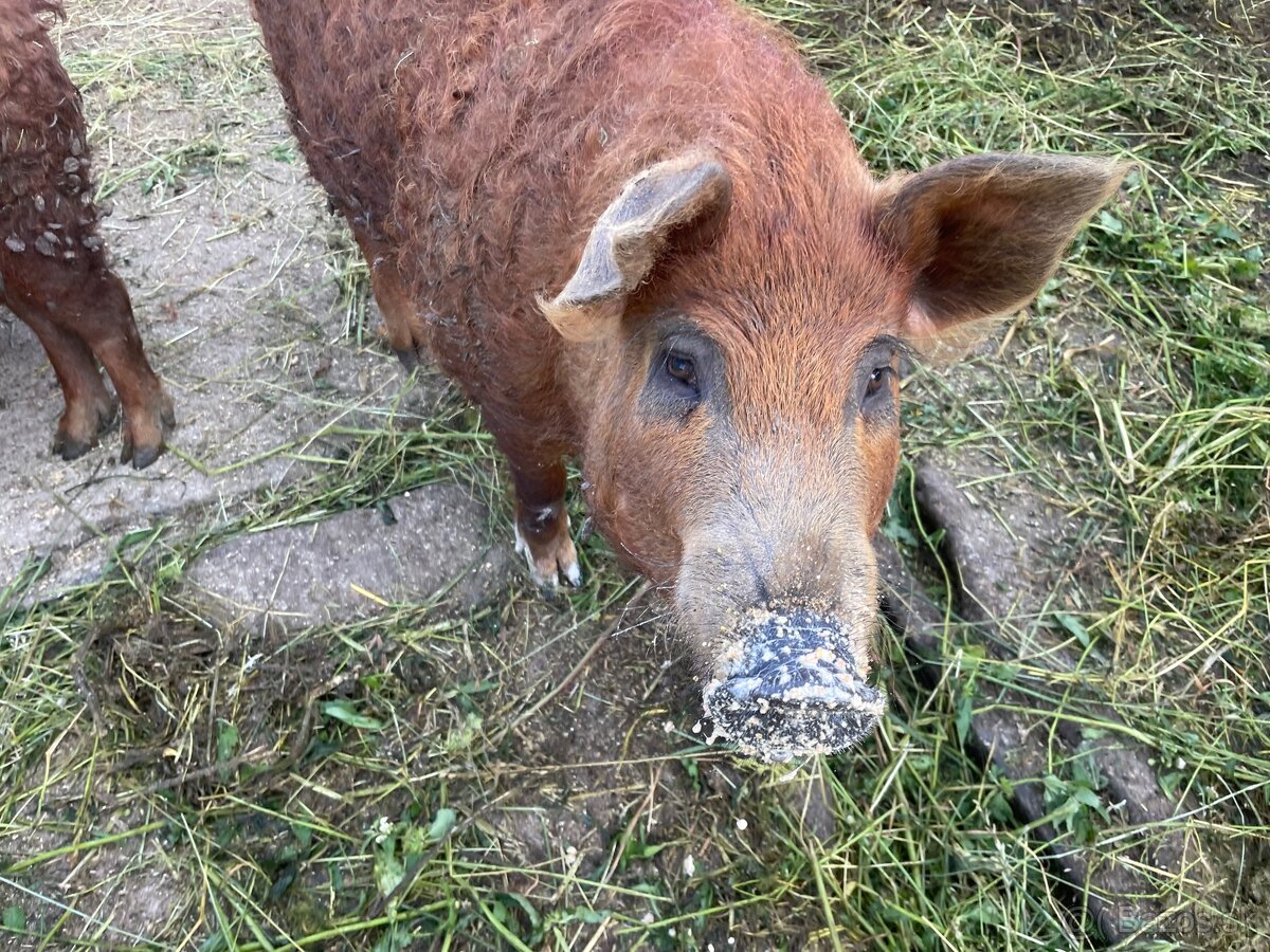 Mangalica červená