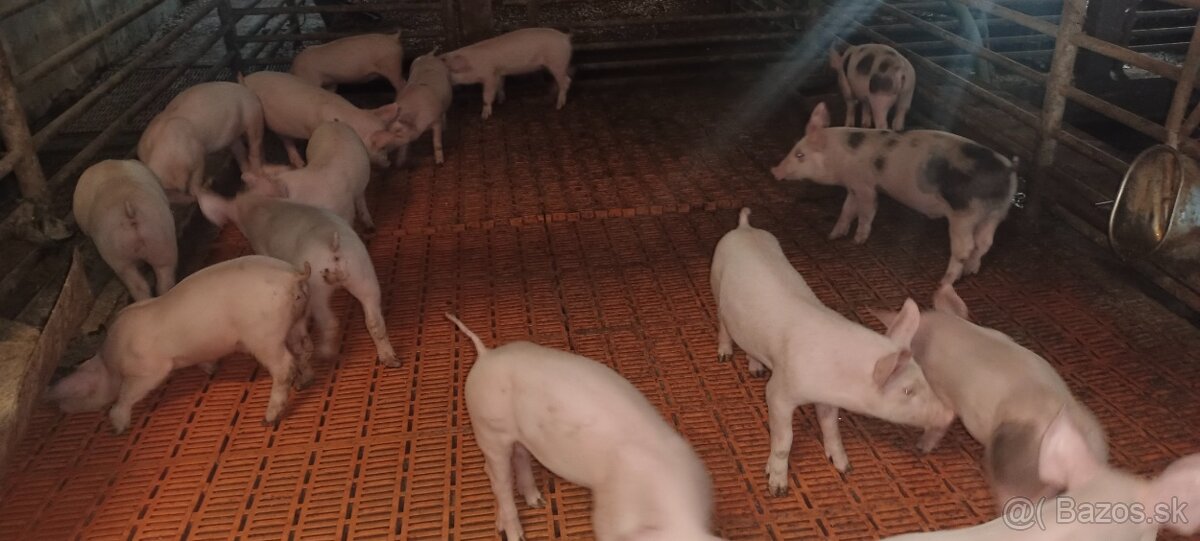 Odstavcata