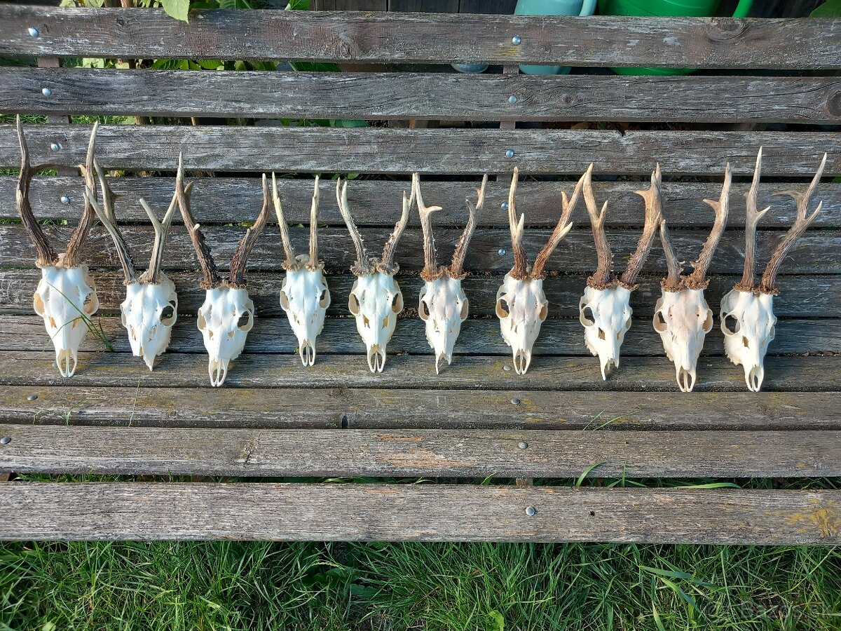 Srnčie trofeje 10ks.