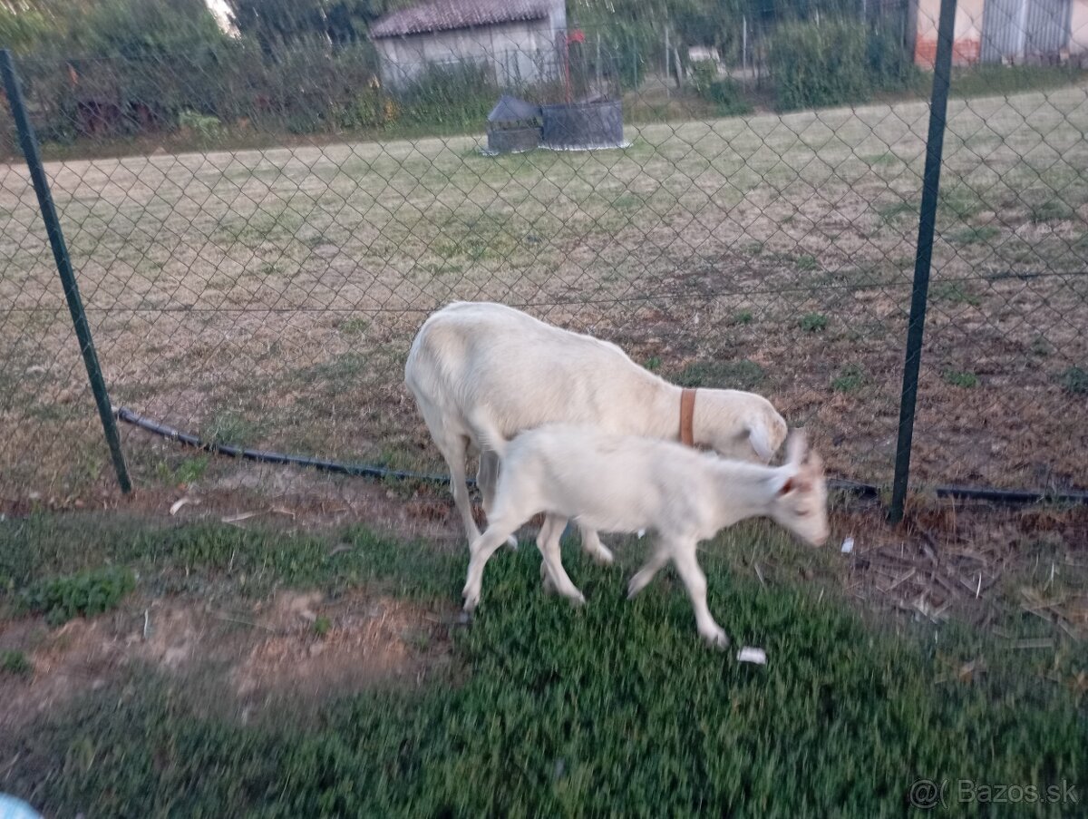 Predám