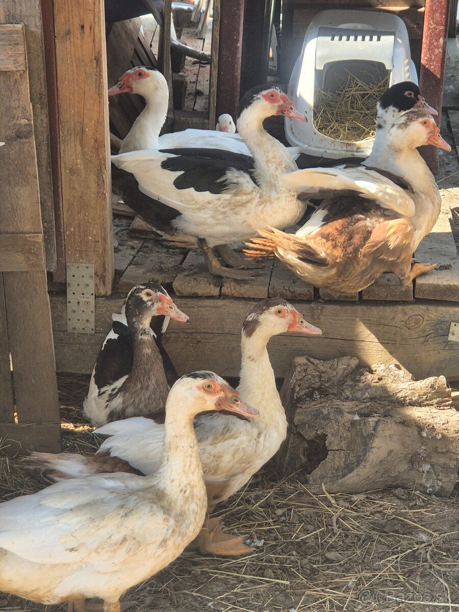 Vymením čínskeho kačera, kačku za káčera do chovu