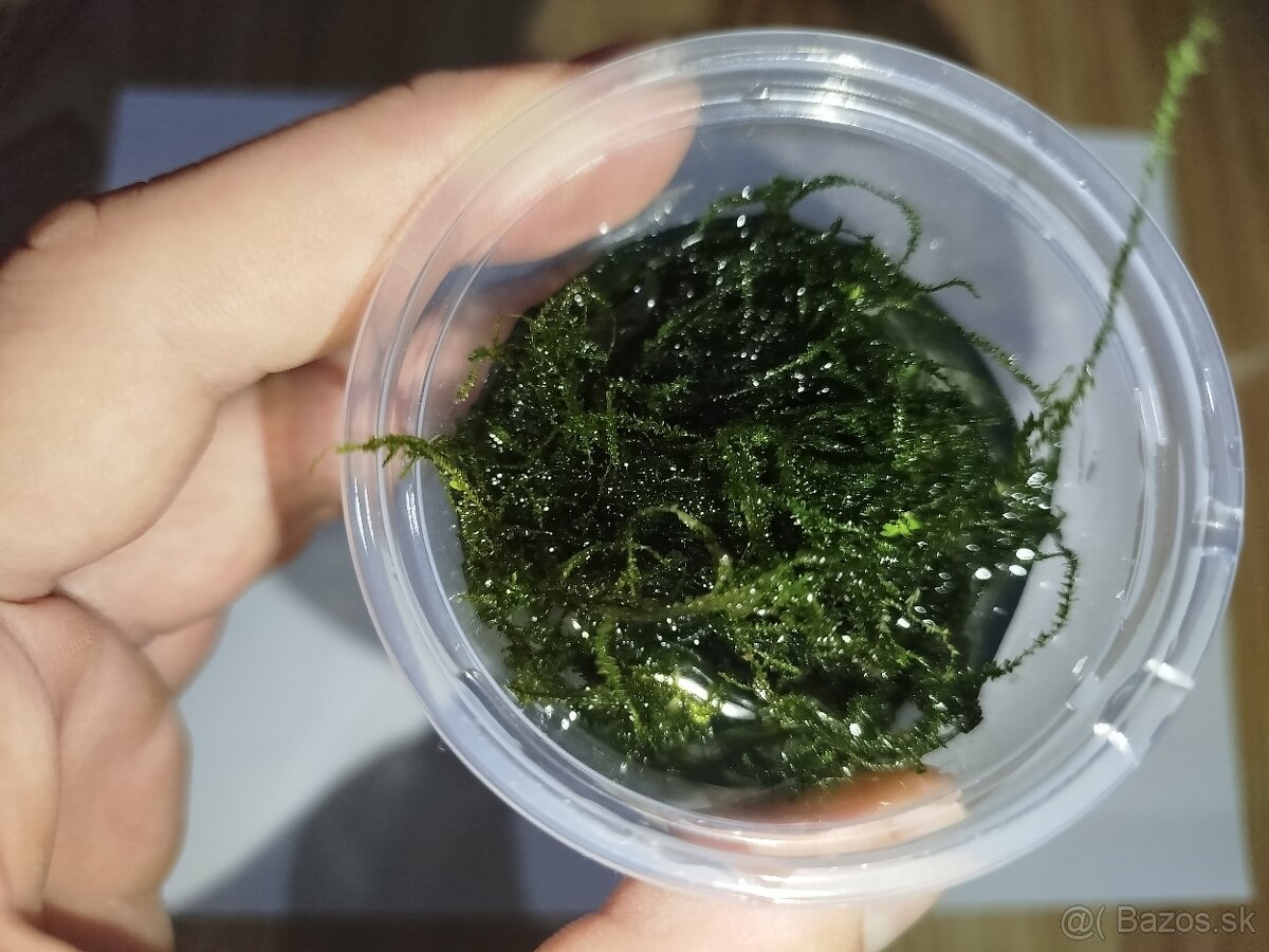 Jávsky mach – zdravý, hustý, čerstvý