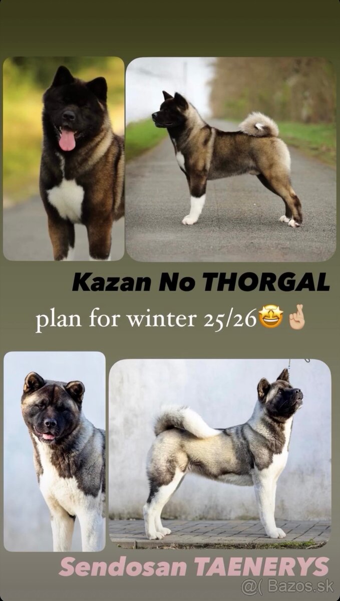 Americká akita - plánovaný vrh ,,D”