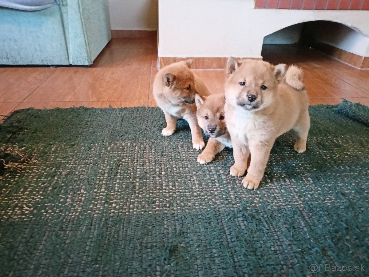 Predám šteniatka Shiba inu