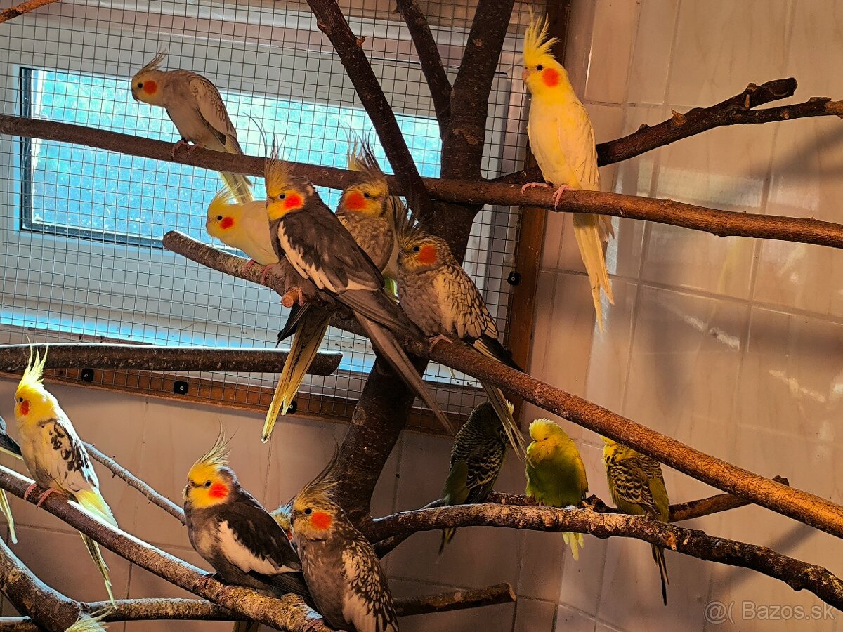 korely výstavný typ