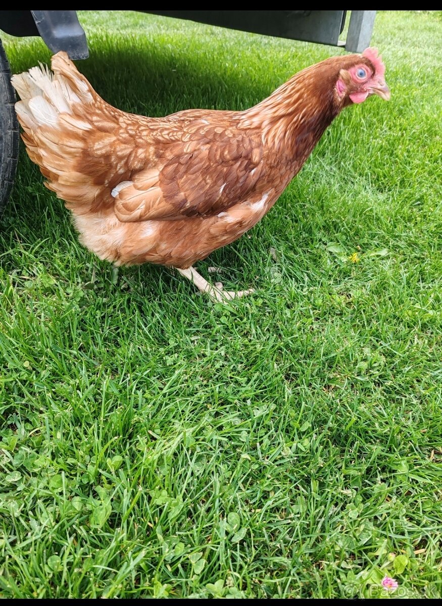 Vysokoznáškové nosnice