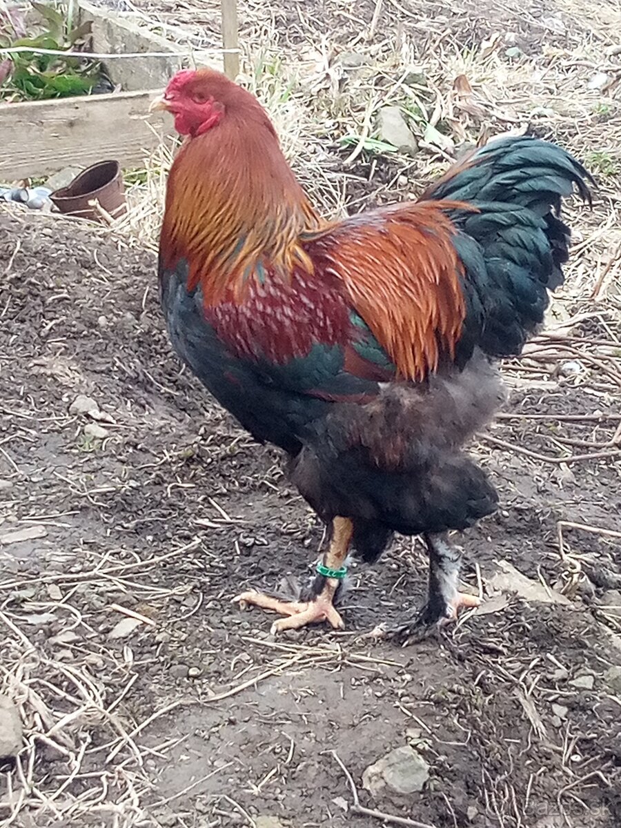 NB Brahma jarabičia 1,50€