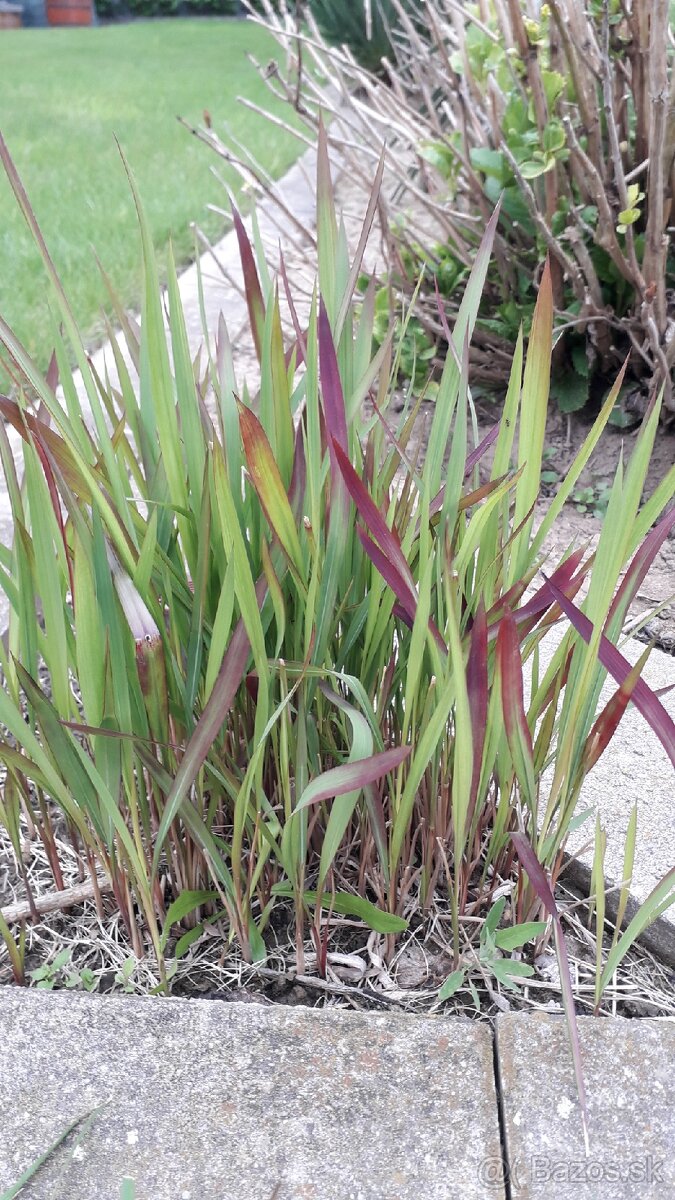 RED BARÓN IMPERATA (Červený barón), okrasná tráva.